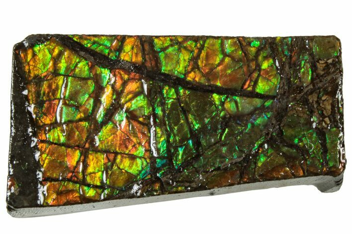 Iridescent Ammolite (Fossil Ammonite Shell) - Alberta #311352